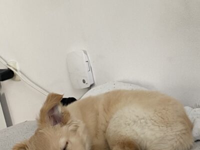 Opiekun/ka dla szczeniaczka