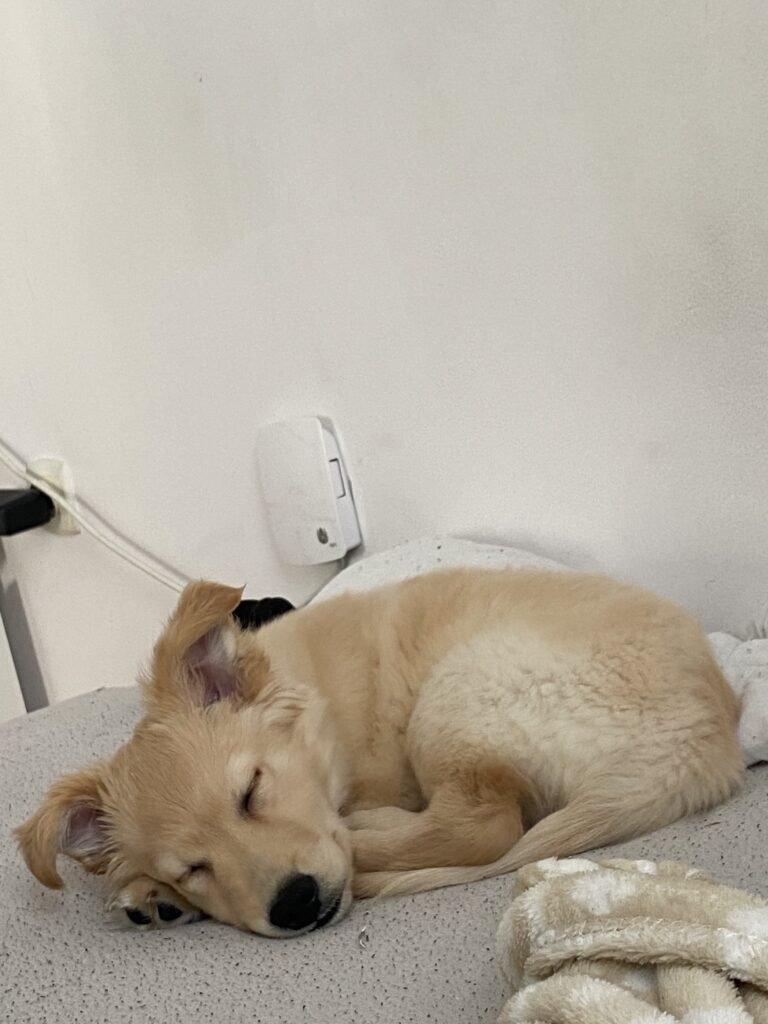 Opiekun/ka dla szczeniaczka