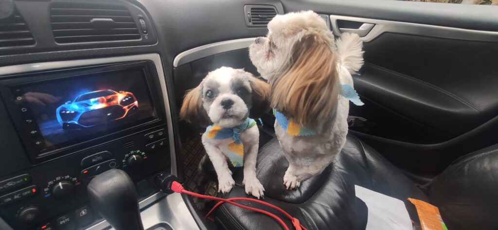 Szukam opieki dla psów w dniach 27.02 - 04.03-