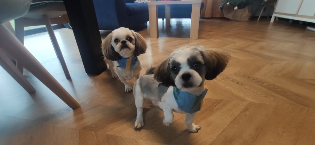 Szukam opieki dla psów w dniach 27.02 - 04.03-