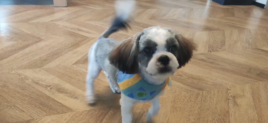 Szukam opieki dla psów w dniach 27.02 - 04.03-