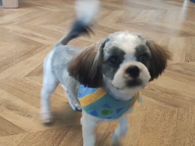 Szukam opieki dla psów w dniach 27.02 - 04.03-