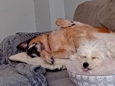 Zrobię zakupy wyprowadzę psa