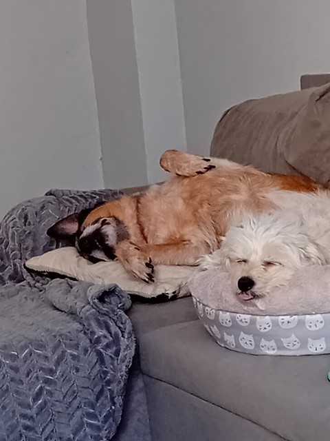 Zrobię zakupy wyprowadzę psa