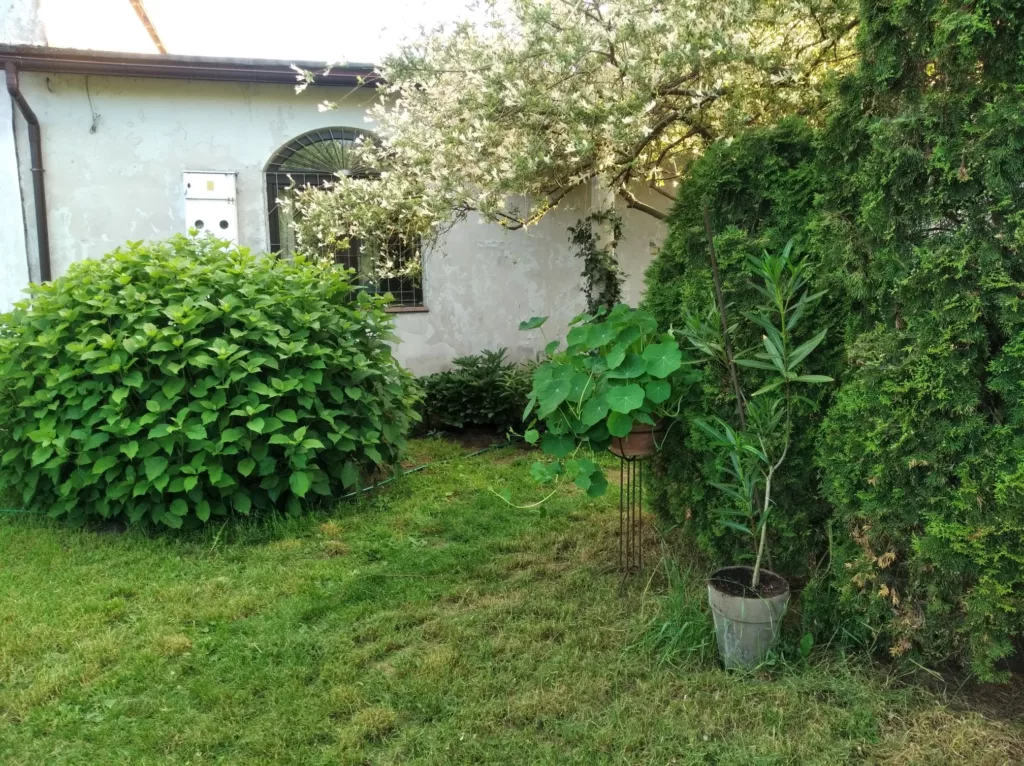 Dam pracę Opiekunce