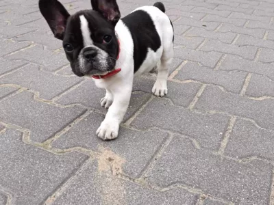 Wyprowadzanie piesków na spacer , opieka się nad nimi