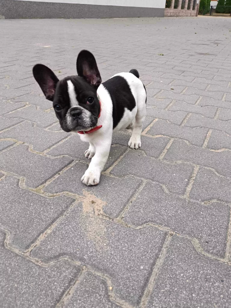 Wyprowadzanie piesków na spacer , opieka się nad nimi