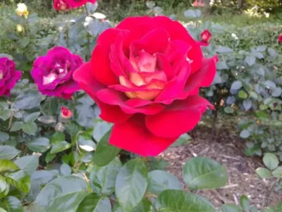 Zaopiekuje się Tobą lub twoja mamą