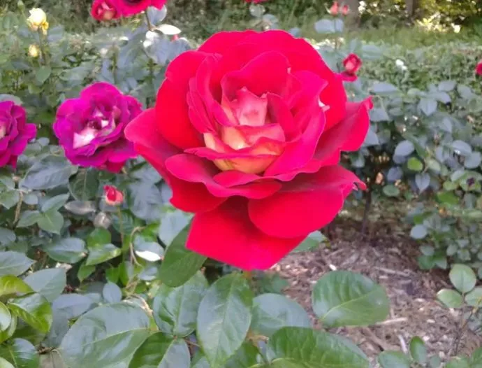 Zaopiekuje się Tobą lub twoja mamą