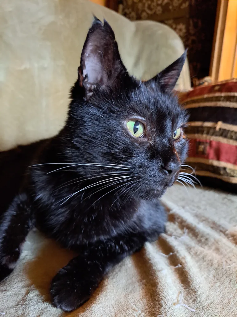 Opieka dla Starszej Pani